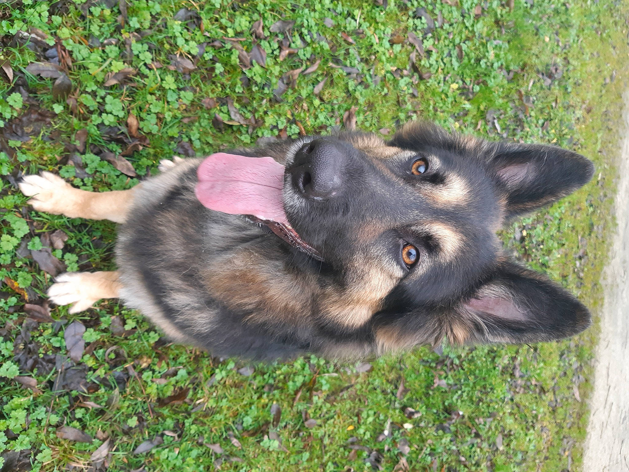 Laïka participe au concours pour gagner de l'argent avec cette photo : canidae, canis, carnivore, collar, companion_dog, dog, dog_breed, east_european_shepherd, german_shepherd_dog, grass, herbaceous_plant, herding_dog, old_german_shepherd_dog, paw, pet_supply, snout, sporting_group, terrestrial_animal, working_animal, working_dog