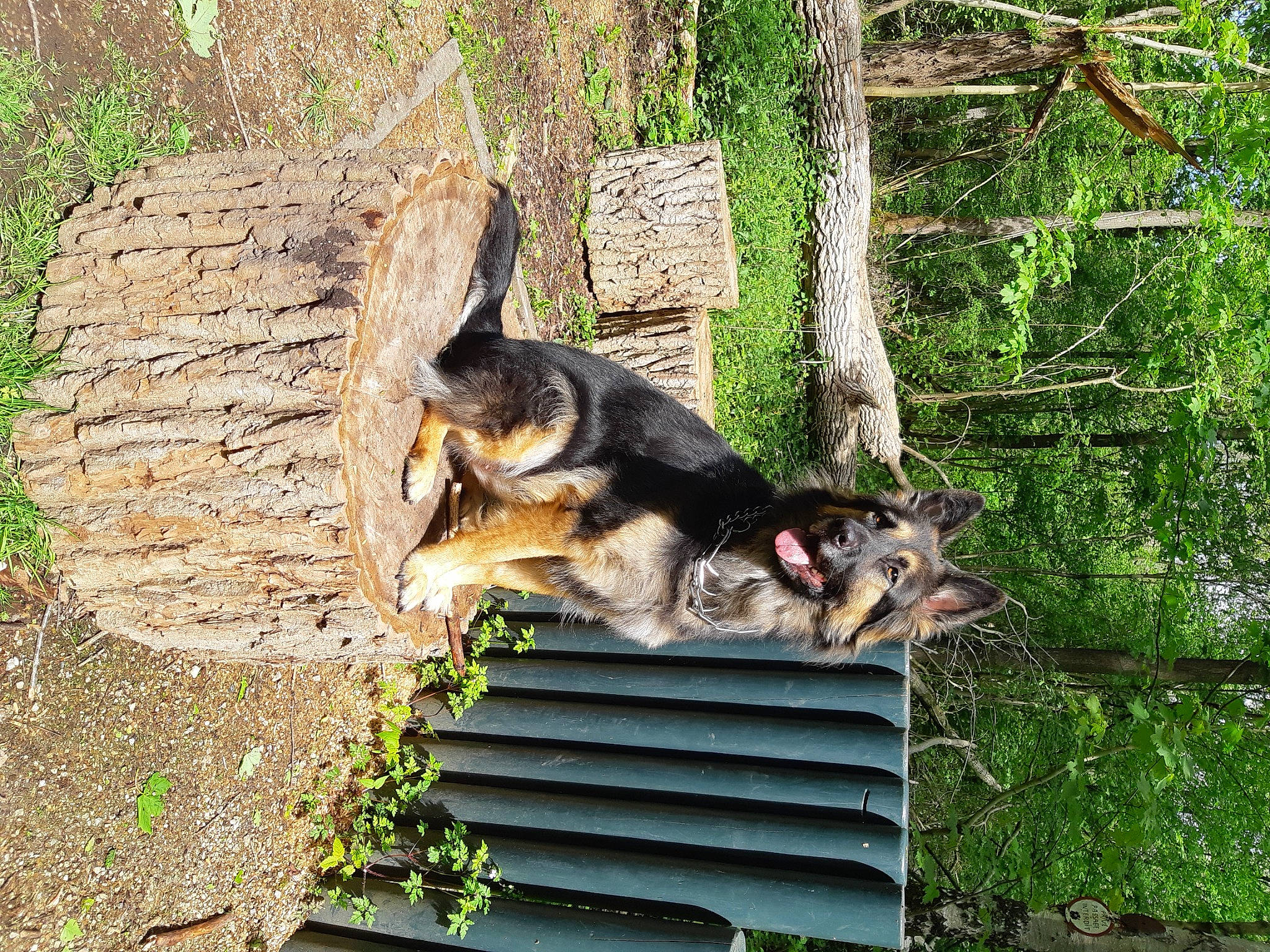 Laïka a rejoint le concours — aidez-le/la à gagner de superbes lots ! canidae, carnivore, dog, dog_breed, gas, german_shepherd_dog, grass, groundcover, herding_dog, nature_reserve, plant, snout, sporting_group, tail, terrestrial_animal, tree, trunk, wildlife, wood, working_dog