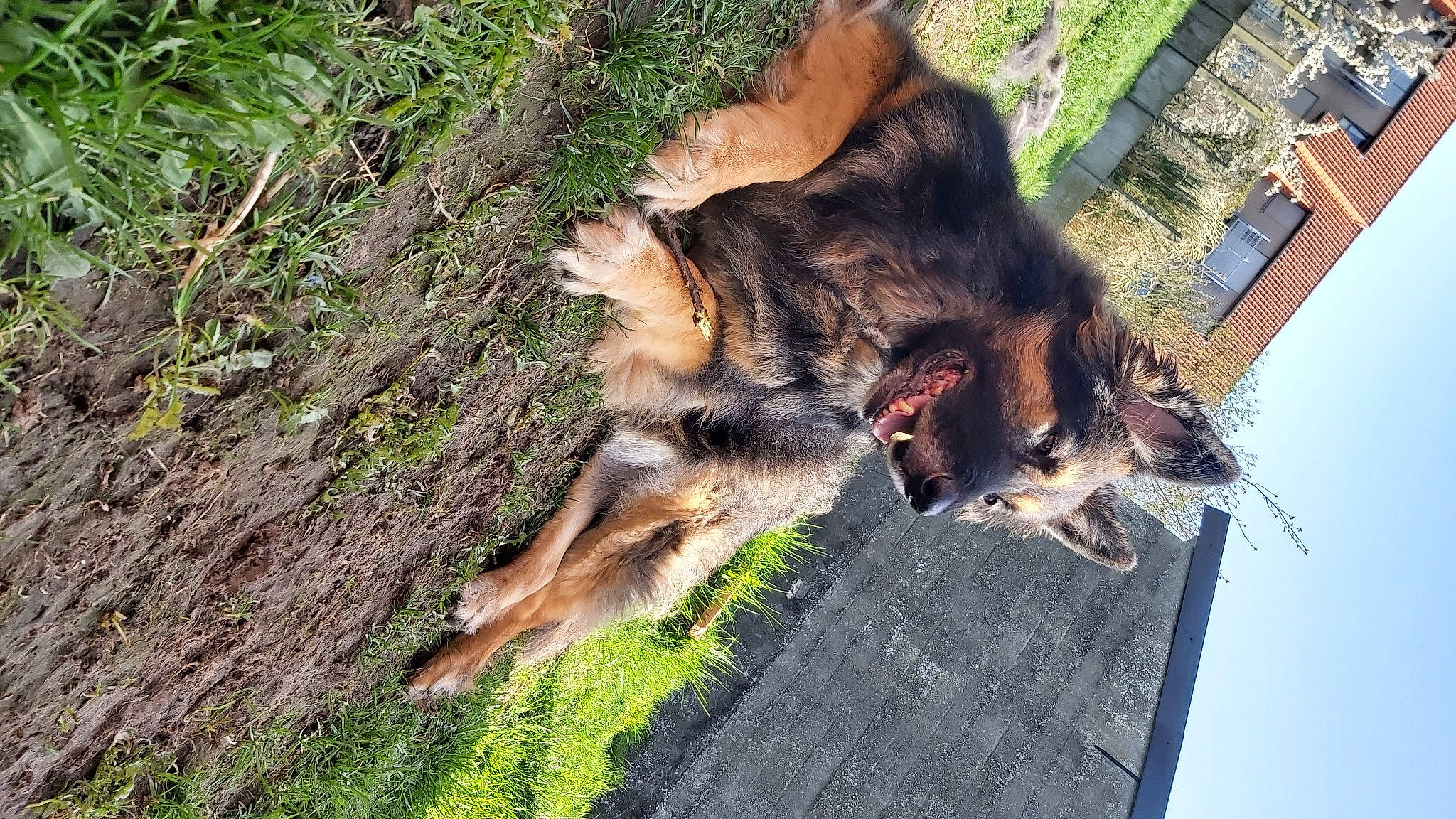 Laïka participe au concours pour gagner de l'argent avec cette photo : carnivore, companion_dog, dog, dog_breed, fawn, felidae, fur, german_shepherd_dog, grass, herding_dog, old_german_shepherd_dog, plant, small_to_medium_sized_cats, snout, sporting_group, tail, terrestrial_animal, tree, window, wood