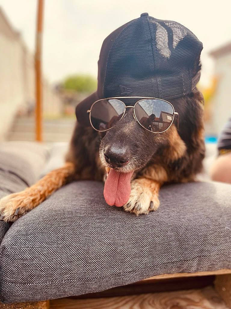 Laïka participe au concours pour gagner de l'argent avec cette photo : audio_equipment, beard, carnivore, comfort, companion_dog, dog, dog_breed, eyewear, facial_hair, fawn, glasses, goggles, liver, personal_protective_equipment, snout, sunglasses, toy_dog, vision_care, whiskers, working_animal