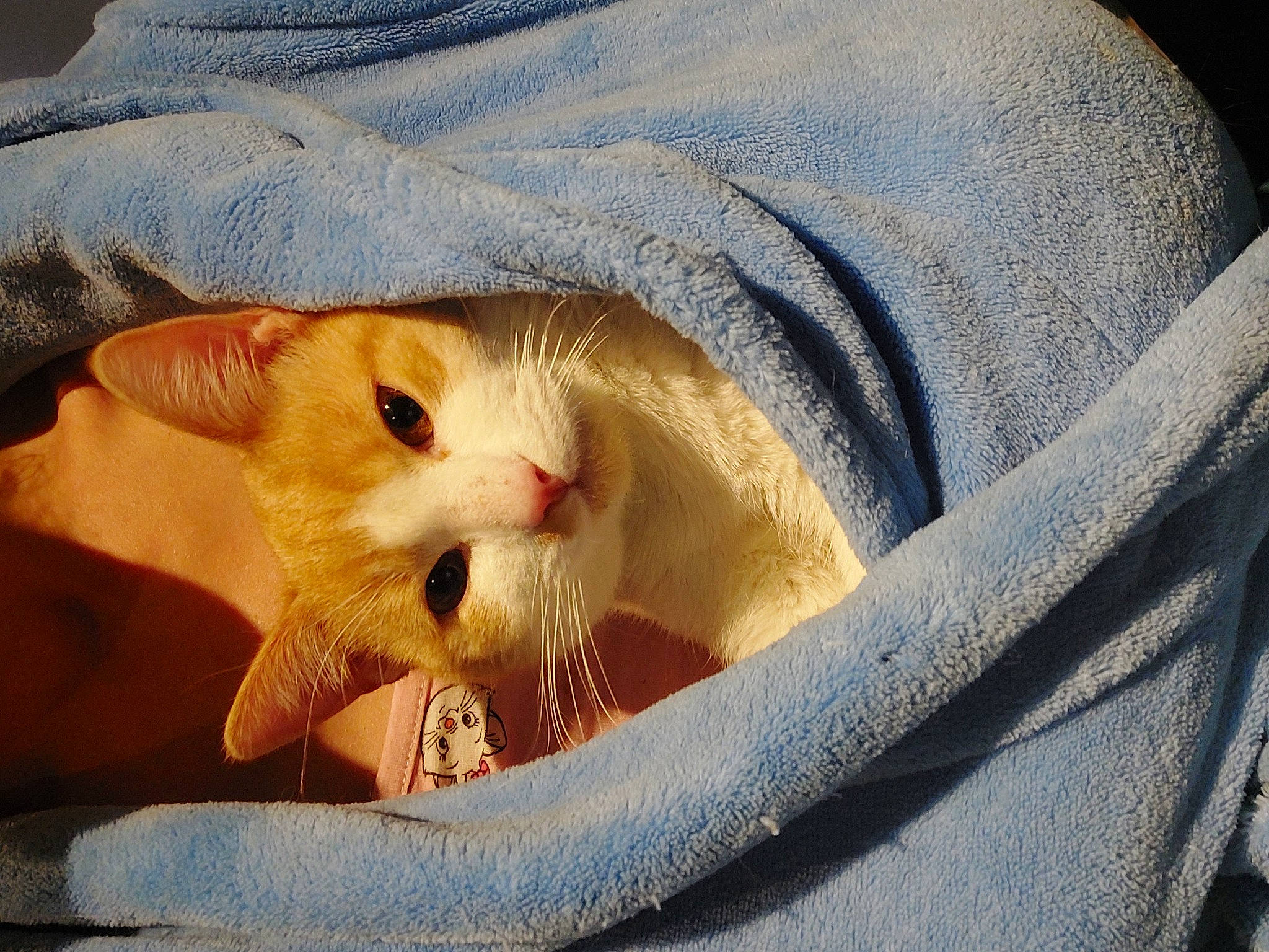 Oliver a rejoint le concours — aidez-le/la à gagner de superbes lots ! carnivore, cat, circle, claw, close_up, comfort, domestic_short_haired_cat, fawn, felidae, fur, grass, nail, nap, paw, small_to_medium_sized_cats, tail, whiskers