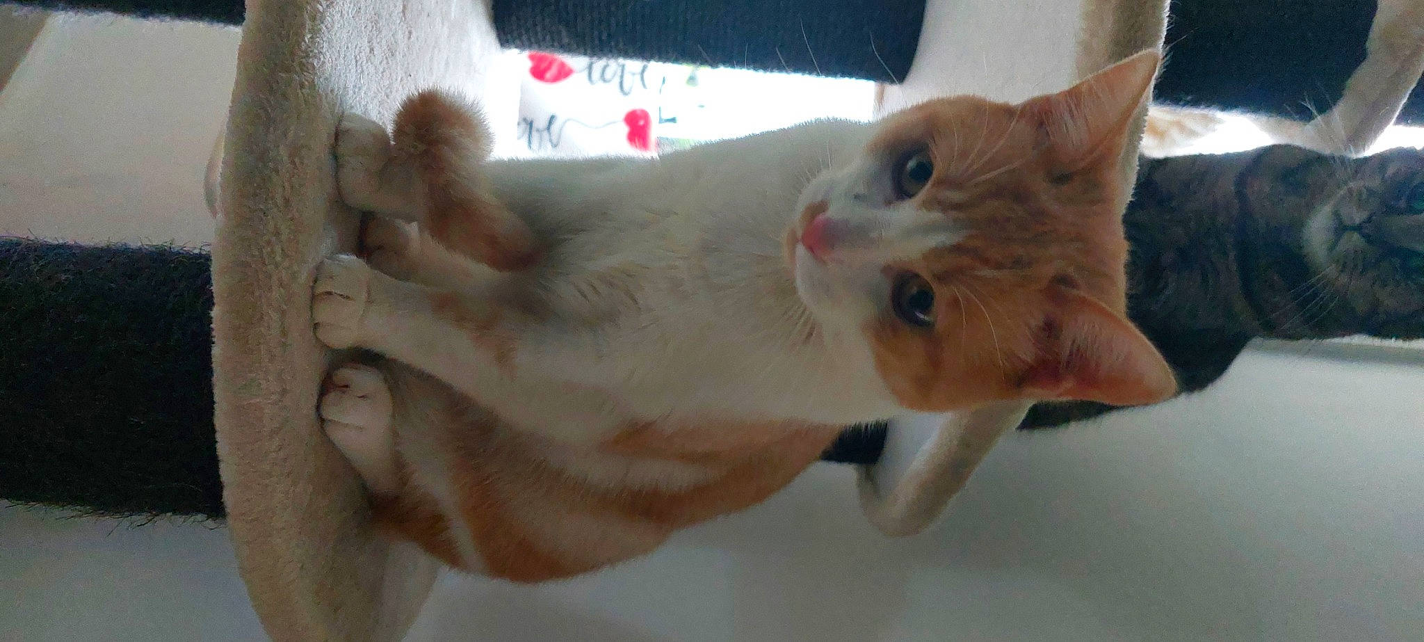 Oliver participe au concours pour gagner de l'argent avec cette photo : carnivore, cat, claw, domestic_short_haired_cat, ear, fawn, felidae, fur, gesture, paw, small_to_medium_sized_cats, snout, tail, whiskers