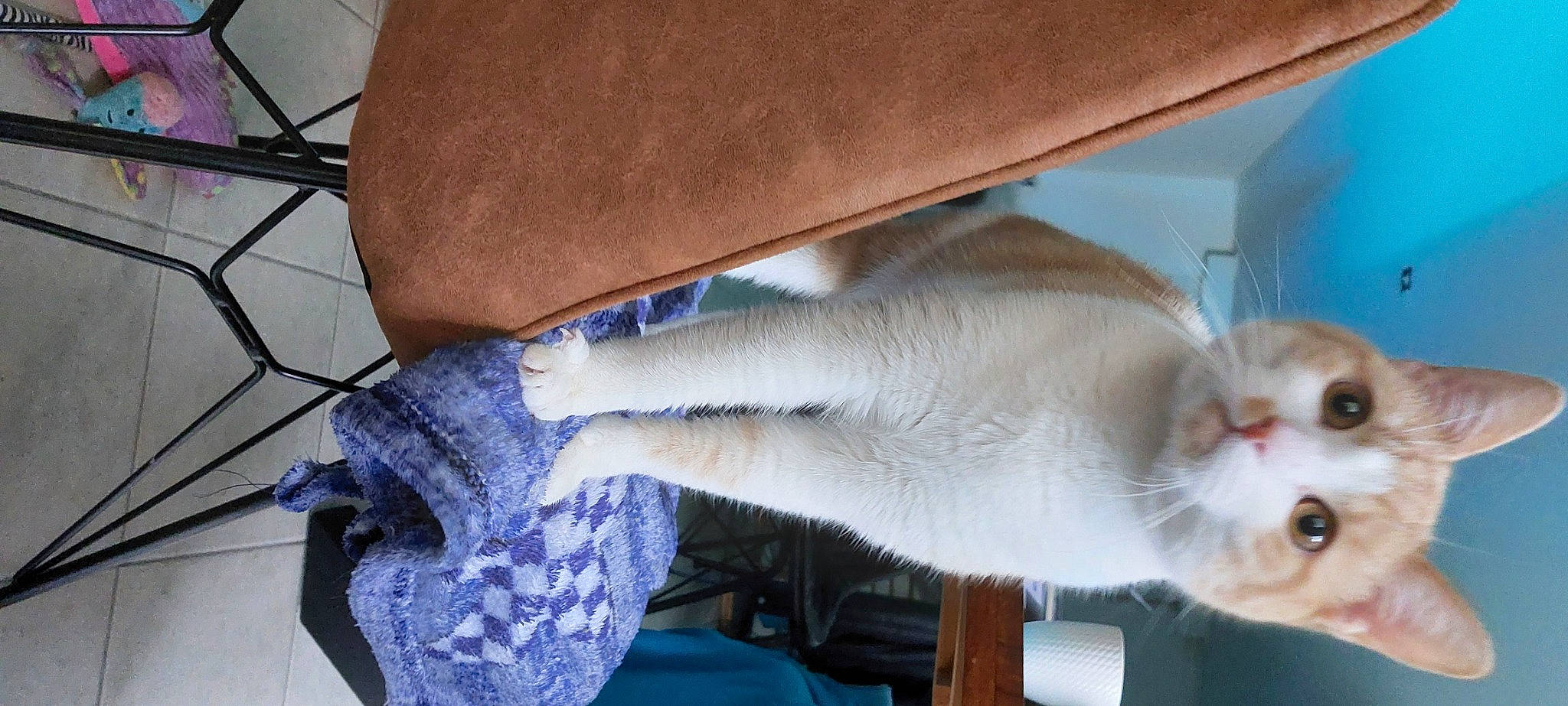 Oliver participe au concours pour gagner de l'argent avec cette photo : carnivore, cat, claw, comfort, domestic_short_haired_cat, electric_blue, fawn, felidae, flooring, fur, human_leg, nail, paw, small_to_medium_sized_cats, tail, thai, whiskers, wrist