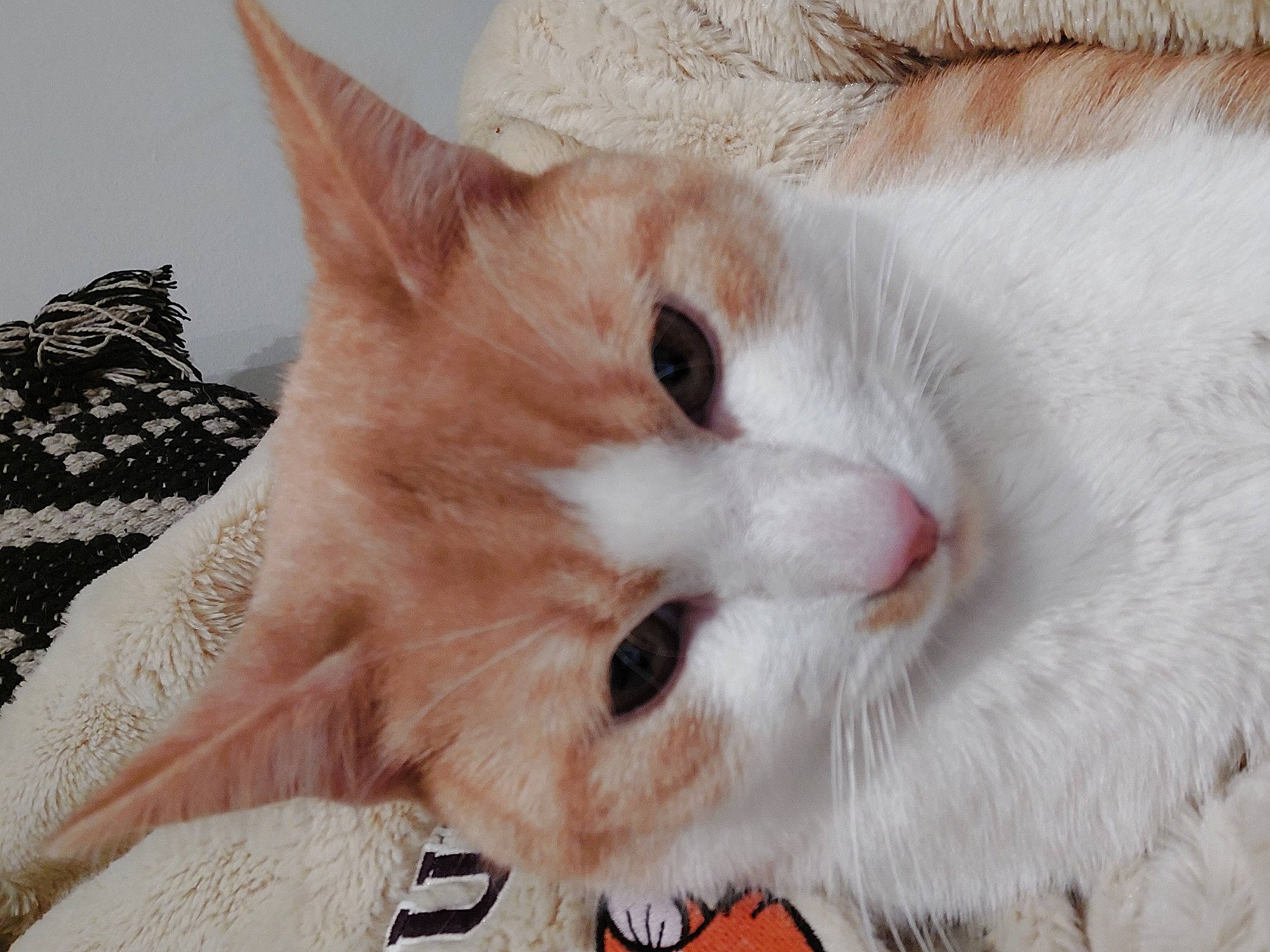 Oliver participe au concours pour gagner de l'argent avec cette photo : carnivore, cat, claw, comfort, domestic_short_haired_cat, fawn, felidae, fur, paw, small_to_medium_sized_cats, snout, tail, whiskers