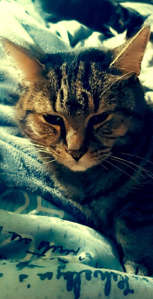 Mickey a rejoint le concours — aidez-le/la à gagner de superbes lots ! carnivore, cat, cloud, domestic_short_haired_cat, electric_blue, felidae, fur, grass, iris, meteorological_phenomenon, mountain, organism, paw, plant, sky, small_to_medium_sized_cats, tail, whiskers, wilderness, wildlife