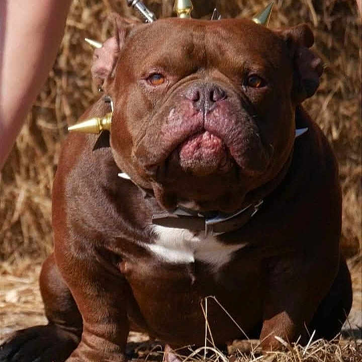 Carl participe au concours pour gagner de l'argent avec cette photo : animal, boxer, bulldog, canine, dog, frenchbulldog, pet, pitbull, puppy, snout