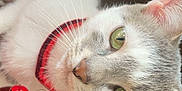Sushi a rejoint le concours — aidez-le/la à gagner de superbes lots ! cat, close_up, green_eyes, collar, bell, indoor, pet, feline, whiskers, curious, animal, cute, domestic_cat, portrait, face, fur, tabby, white_fur, red_collar, looking