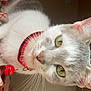 animal, bell, cat, close_up, collar, curious, cute, domestic_cat, face, feline, fur, green_eyes, indoor, looking, pet, portrait, red_collar, tabby, whiskers, white_fur
