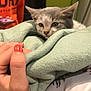 Sushi participe au concours pour gagner de l'argent avec cette photo : kitten, cat, blanket, hand, person, orange_shirt, phone, indoor, cozy, soft, resting, gray_cat, white_cat, fingers, nail_polish, green_blanket, blurred_background, comfort, pet, domestic