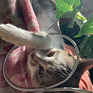 Sushi participe au concours pour gagner de l'argent avec cette photo : cat, feline, pet, animal, indoor, blanket, pink, cable, tangled, leaf, green, soft_light, fur, whiskers, curious, relaxed, cozy, closeup, domestic, resting