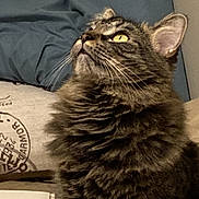 Bear joined the competition — help win amazing prizes! cat, tabby_cat, yellow_eyes, fluffy, indoor, cushion, blue_cushion, beige_wall, pet, feline, looking_up, whiskers, fur, domestic_cat, mammal, cute, curious, animal, side_view, cozy
