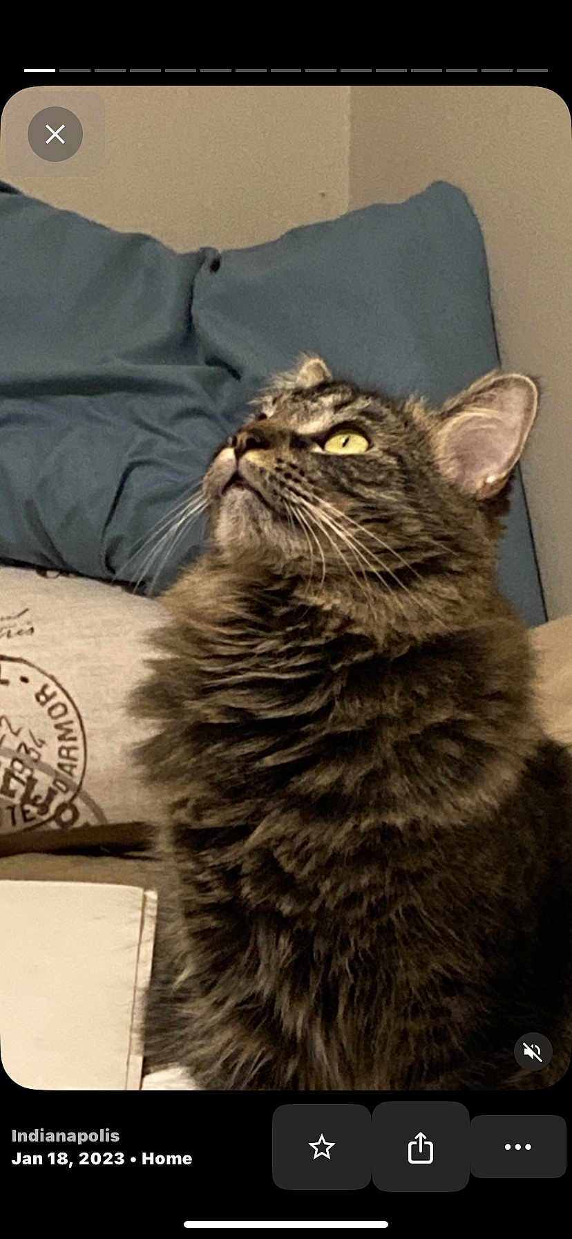 Bear joined the competition — help win amazing prizes! cat, tabby_cat, yellow_eyes, fluffy, indoor, cushion, blue_cushion, beige_wall, pet, feline, looking_up, whiskers, fur, domestic_cat, mammal, cute, curious, animal, side_view, cozy