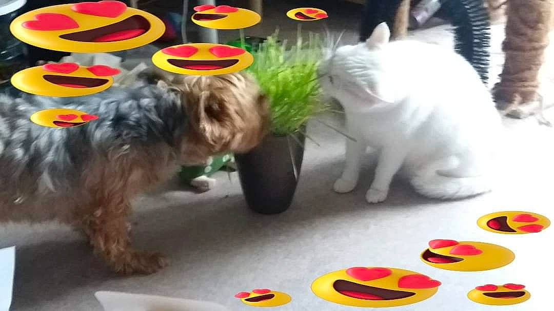 Lili a rejoint le concours — aidez-le/la à gagner de superbes lots ! canidae, carnivore, companion_dog, dog, dog_breed, maltese, mammal, non_sporting_group, puppy, sealyham_terrier, shih_tzu, small_terrier, terrier, toy_dog, vertebrate, west_highland_white_terrier, yorkshire_terrier