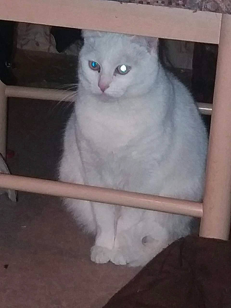 Lili a rejoint le concours — aidez-le/la à gagner de superbes lots ! asian, burmilla, carnivore, cat, domestic_short_haired_cat, eye, felidae, khao_manee, mammal, ojos_azules, small_to_medium_sized_cats, turkish_angora, turkish_van, whiskers