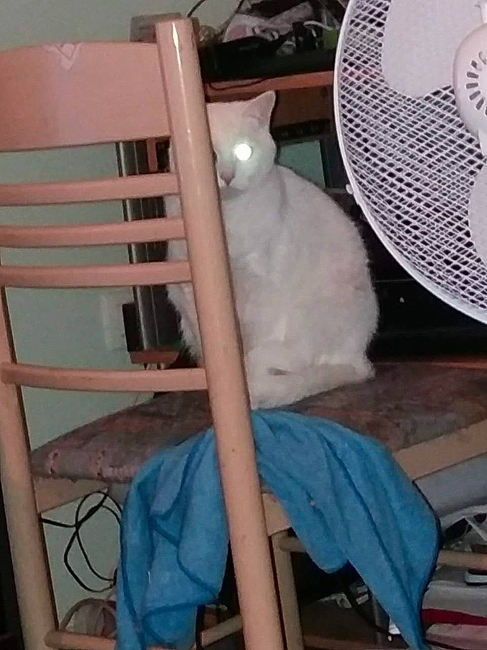 Lili participe au concours pour gagner de l'argent avec cette photo : cat, felidae, small_to_medium_sized_cats