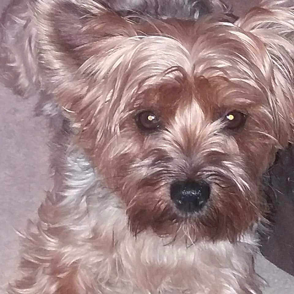Lola