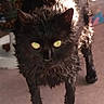 animal, black_cat, carpet, cat, close_up, curious, domestic_animal, ears, feline, four_legs, fur, house, indoor, looking, mammal, pet, standing, wet, whiskers, yellow_eyes