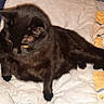 animal, bedspread, black_cat, cat, comfort, cozy, cute, domestic_cat, feline, fur, home, indoor, looking_away, mammal, pet, quilt, relaxed, resting, sleep_area, yellow_eyes