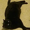 animal, black_cat, carpet, cat, cute, domestic_animal, eyes, feline, floor, fur, indoor, laying, looking_up, lying_down, mammal, paws, pet, relaxed, shadow, whiskers