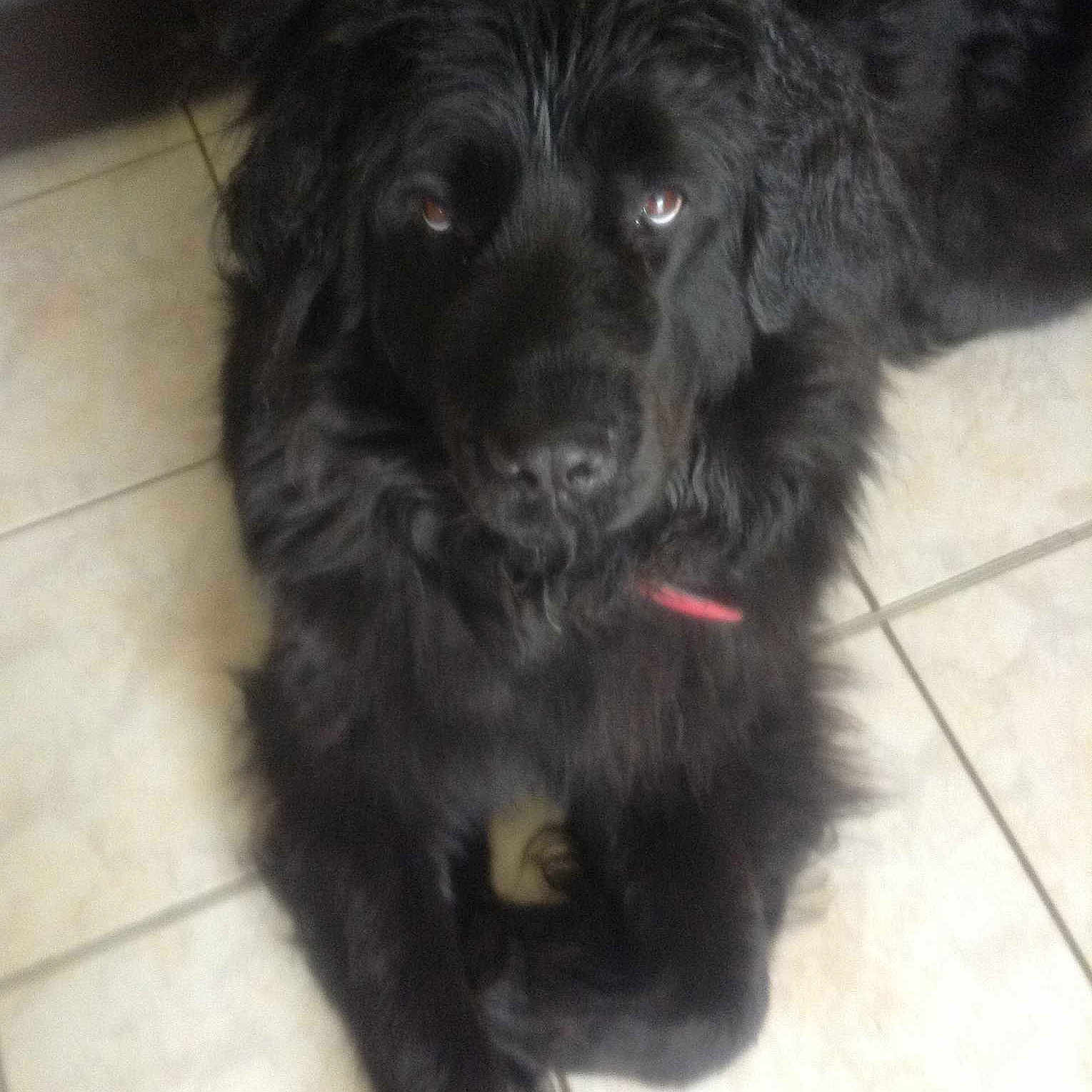ELFY
