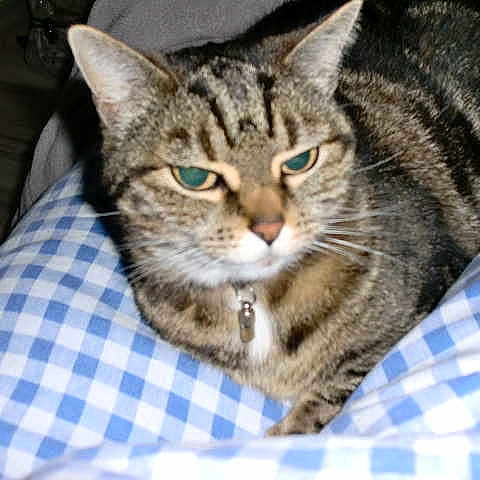 Bibounette