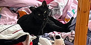 Panthère a rejoint le concours — aidez-le/la à gagner de superbes lots ! black_cat, bed, blanket, stuffed_toy, plush, wooden_bed_frame, pink_bedding, colorful_blankets, soft_toys, cozy, indoor, pet, animal, feline, resting, cluttered, cute, home, comfort, relaxation