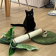 Panthère a rejoint le concours — aidez-le/la à gagner de superbes lots ! black_cat, cat, cat_scratcher, indoor, wooden_floor, vacuum_cleaner, green_leaves, furniture_leg, pet_toy, floor_mat, home_interior, domestic_cat, sitting, animal, pet, playful, household, flooring, relaxed, curious