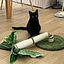 black_cat, cat, cat_scratcher, indoor, wooden_floor, vacuum_cleaner, green_leaves, furniture_leg, pet_toy, floor_mat, home_interior, domestic_cat, sitting, animal, pet, playful, household, flooring, relaxed, curious