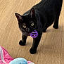 Panthère participe au concours pour gagner de l'argent avec cette photo : black_cat, cat, pet, toy, purple_ball, wooden_floor, playful, curious, indoor, animal, feline, fur, whiskers, ears, paws, blanket, colorful, soft, domestic_animal, close_up