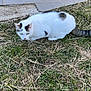 alert, animal, black_spots, cat, crouching, cute, daylight, ears, eyes, fur, grass, ground, mammal, nature, outdoor, pet, stone_tiles, tail, whiskers, white_cat
