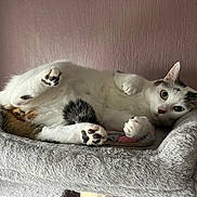 Milka a rejoint le concours — aidez-le/la à gagner de superbes lots ! animal, black_spots, brown_spots, cat, cat_bed, cat_tree, close_up, curious, ears, feline, fur, indoor, looking, paw, pet, relaxed, resting, soft_texture, whiskers, white_cat