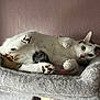 animal, black_spots, brown_spots, cat, cat_bed, cat_tree, close_up, curious, ears, feline, fur, indoor, looking, paw, pet, relaxed, resting, soft_texture, whiskers, white_cat