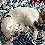 Milka participe au concours pour gagner de l'argent avec cette photo : animal, bed, bedding, cat, curled_up, cute, domestic_cat, feline, fur, green_eyes, indoor, patterned_bedspread, pet, playful, relaxed, resting, soft, striped_tail, whiskers, white_cat