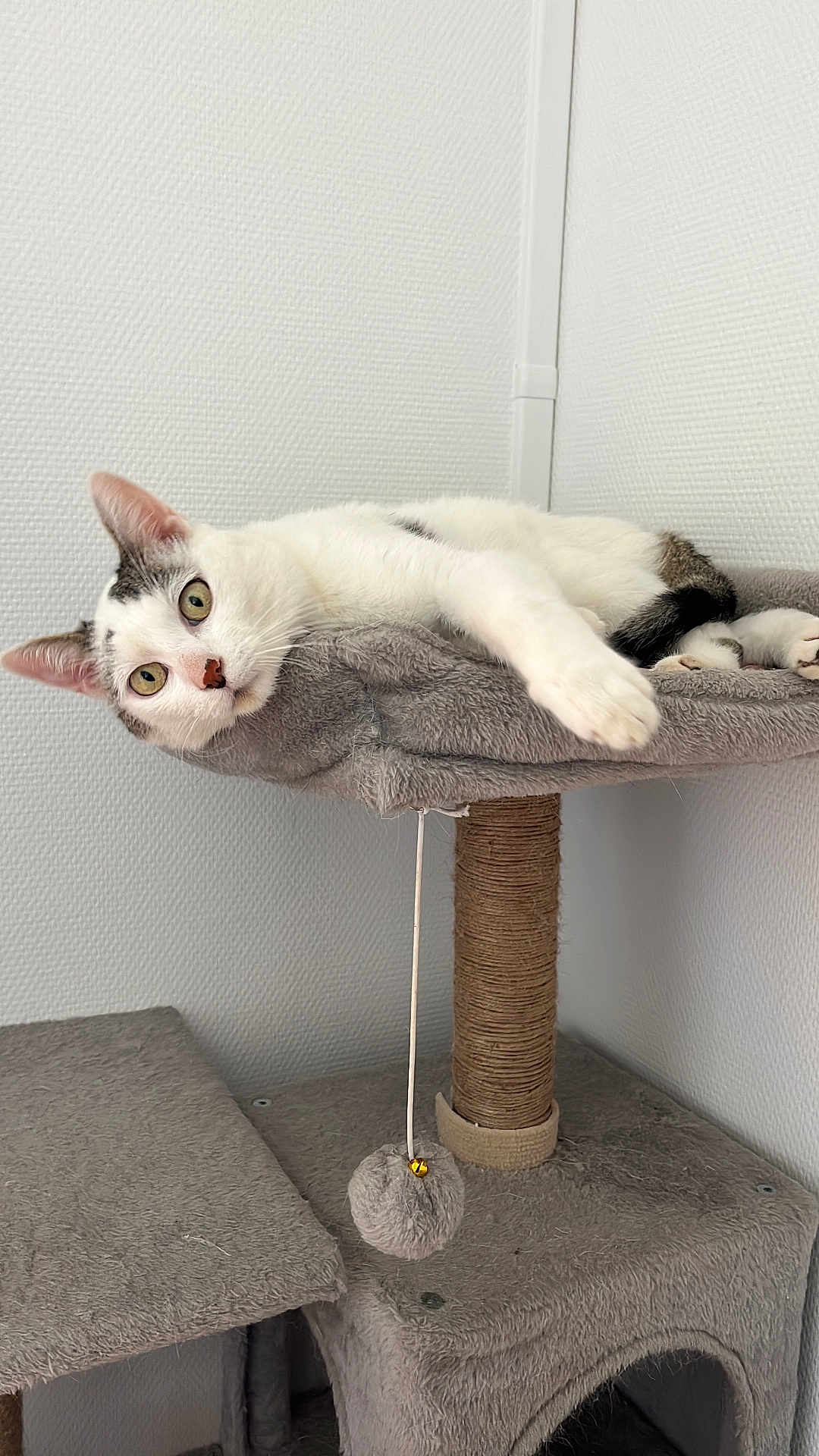 Milka a rejoint le concours — aidez-le/la à gagner de superbes lots ! black, cat, cat_tree, cozy, curious, ears, eyes, feline, fur, gray, home, indoor, paw, pet, playful, relaxed, resting, toy, whiskers, white