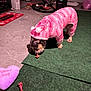 Celeste is registered to the contest to win money with this photo: dog, pet, pajamas, pink, onesie, bulldog, treat, toy, heart_pillow, green_mat, indoor, garage, concrete_floor, carpet, costume, cute, playtime, pet_accessory, floor, canine