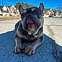 Celeste is registered to the contest to win money with this photo: dog, french_bulldog, tongue_out, paws, treat, concrete, sidewalk, residential_neighborhood, houses, blue_sky, sunny, shadow, close_up, portrait, pet, outdoor, domestic_animal, short_muzzle, ears_up, cute