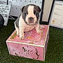 animal, background, box, calendar, certificate, collar, cute, dog, ears, face, fur, grass, indoor, looking, pet, pink, puppy, sitting, small, whiteboard