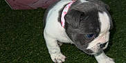 Moo Moo is registered to the contest to win money with this photo: animal, background, black, box, certificate, collar, cute, document, dog, floor, grass, green_turf, indoor, paper, pet, pink, puppy, small, white, young_dog