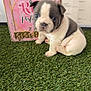 animal, background, black_and_white, box, calendar, certificate, curious, cute, dog, fur, grass, indoor, pet, pink, playful, puppy, shy, sitting, small, young