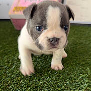 Moo Moo joined the competition — help win amazing prizes! animal, blurred_background, box, carpet, certificate, closeup, cute, dog, ears, eyes, face, fur, grass, indoor, nose, pet, puppy, small, walking, young_animal