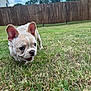 Elsa N Lily joined the competition — help win amazing prizes! puppy, french_bulldog, dog, grass, backyard, wooden_fence, sky, clouds, ears, face, muzzle, close_up, lawn, house, summer, pet, cute, playful, front_paw, outdoor