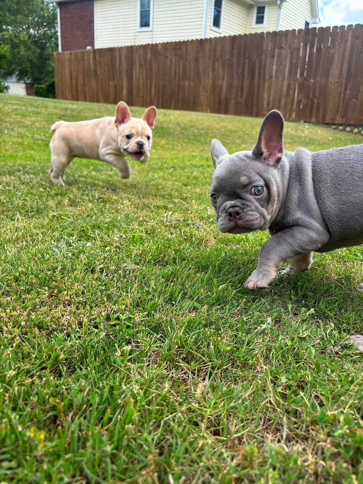 Elsa N Lily joined the competition — help win amazing prizes! dog, puppy, french_bulldog, grass, backyard, fence, lawn, outdoor, playful, curious, close_up, blue_eyes, short_muzzle, wrinkled_face, bokeh_background, greenery, summer, two_puppies, ground_level, pet