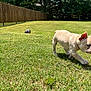 Elsa N Lily is registered to the contest to win money with this photo: dog, puppy, french_bulldog, grass, backyard, fence, tree, outdoor, lawn, pet, playful, sunlight, shadow, greenery, partial_body, closeup, walking, ear, summer, yard