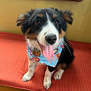 Sadie is registered to the contest to win money with this photo: animal, bandana, black_fur, brown_fur, curtains, cushion, cute, dog, fur, happy, indoor, pet, puppy, red_cushion, sitting, tongue_out, tri_color, white_fur, window, wooden_furniture