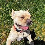Pickles joined the competition — help win amazing prizes! dog, canine, pet, outdoor, grass, sunlight, happy, tongue_out, smiling, collar, animal, cute, mammal, playing, summer, daytime, light_fur, closeup, joyful, nature