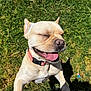dog, canine, pet, outdoor, grass, sunlight, happy, tongue_out, smiling, collar, animal, cute, mammal, playing, summer, daytime, light_fur, closeup, joyful, nature