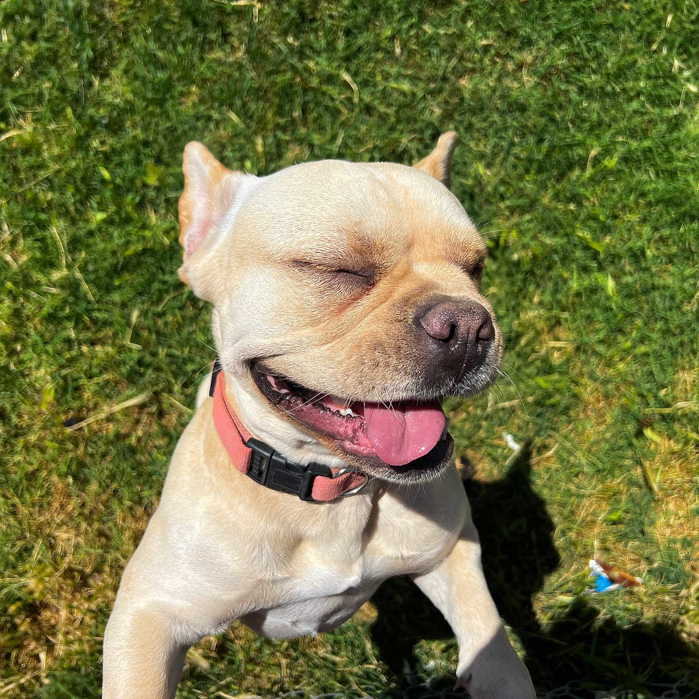 Pickles joined the competition — help win amazing prizes! animal, canine, closeup, collar, cute, daytime, dog, grass, happy, joyful, light_fur, mammal, nature, outdoor, pet, playing, smiling, summer, sunlight, tongue_out