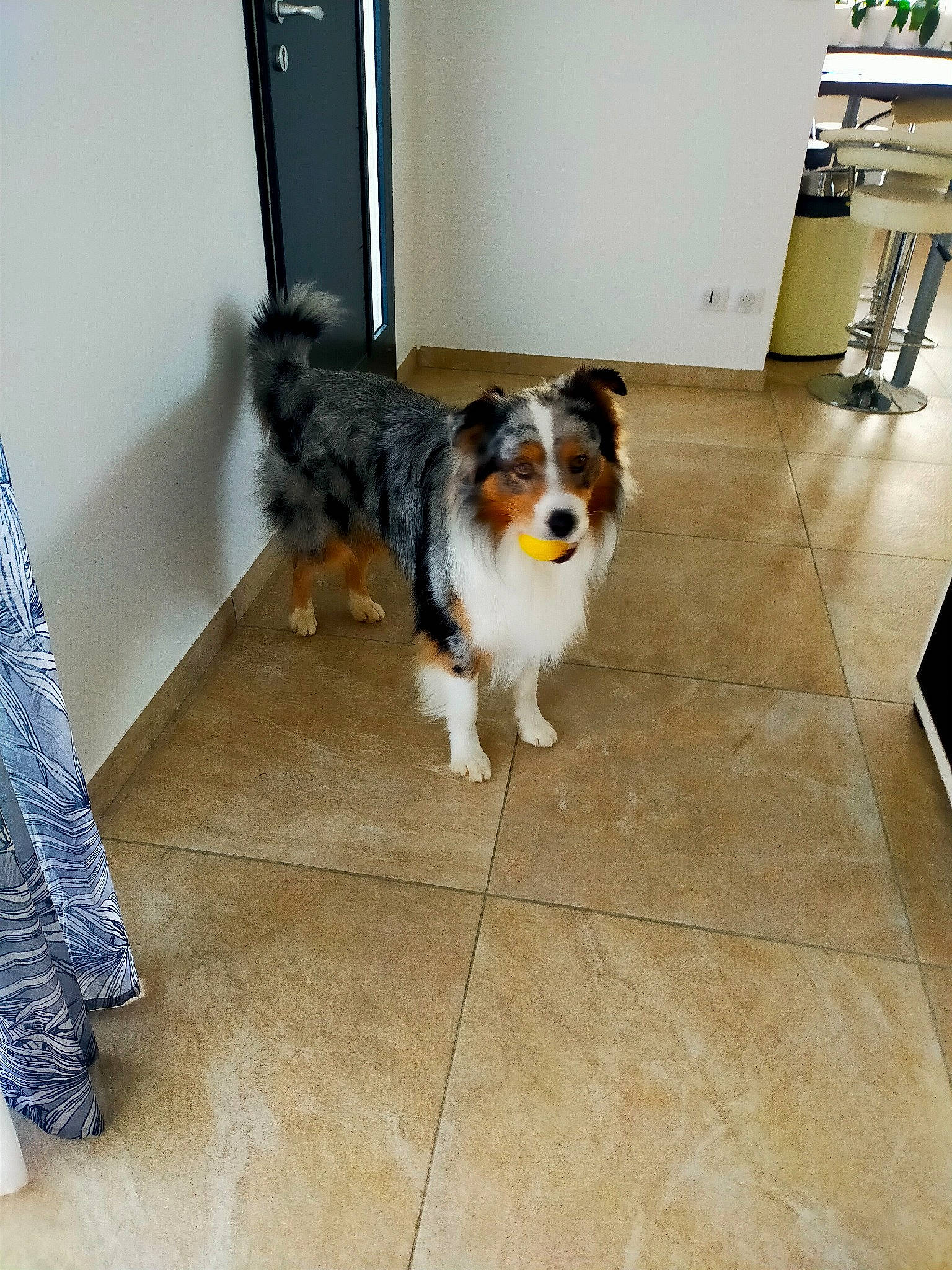 Raimbow a rejoint le concours — aidez-le/la à gagner de superbes lots ! canidae, carnivore, companion_dog, dog, dog_breed, floor, flooring, hardwood, herding_dog, tail, tile_flooring, working_dog