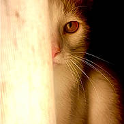 Oliver is registered to the contest to win money with this photo: cat, curtain, close_up, animal, pet, whiskers, eye, fur, orange_eye, shadow, light, indoor, mystery, peek, half_face, soft_light, texture, quiet, still_life, portrait