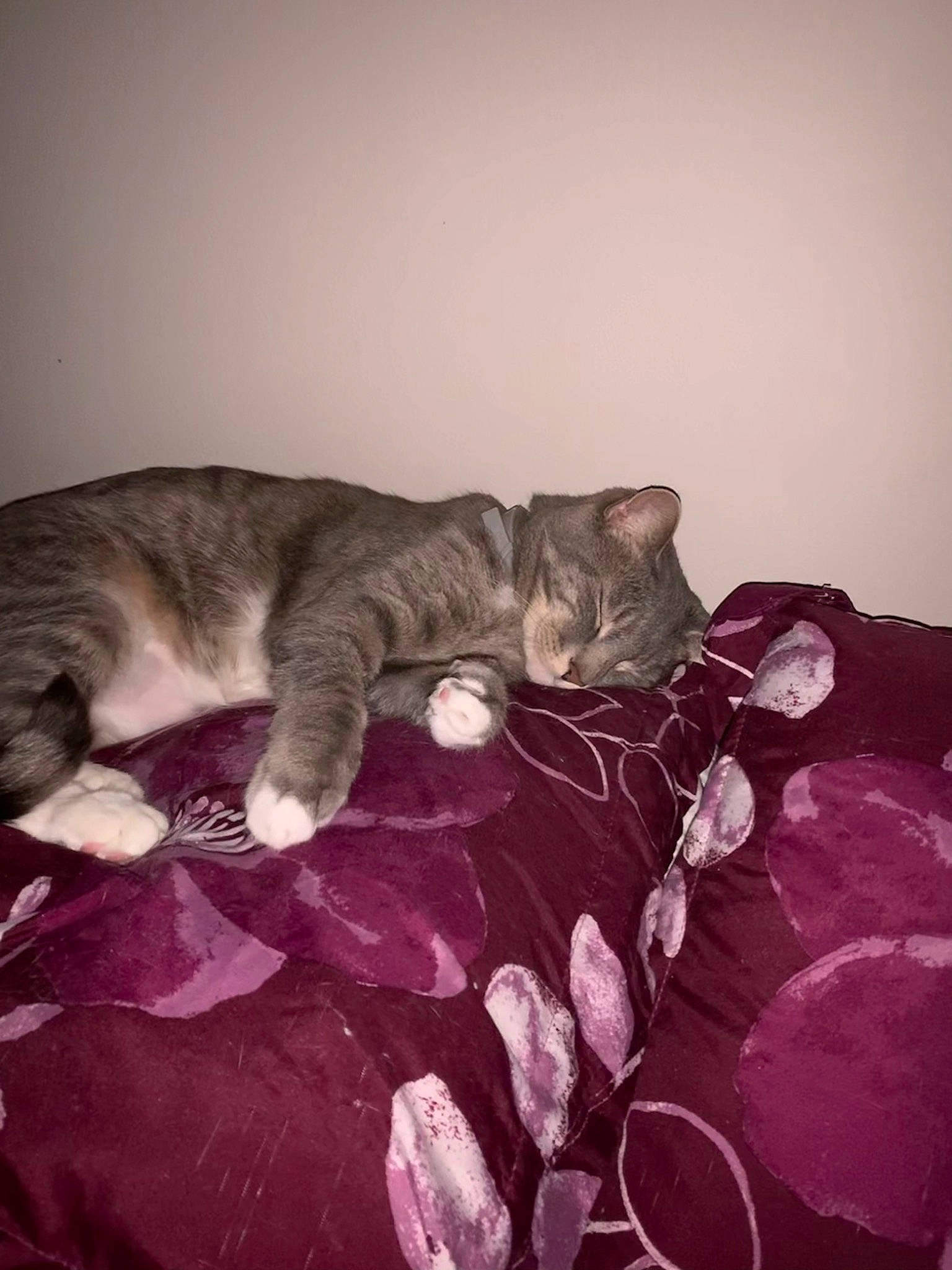 Picasso joined the competition — help win amazing prizes! bed, black_cat, carnivore, cat, comfort, domestic_short_haired_cat, felidae, fur, grey, linens, magenta, monochrome, monochrome_photography, nap, paw, room, small_to_medium_sized_cats, still_life_photography, tail, whiskers